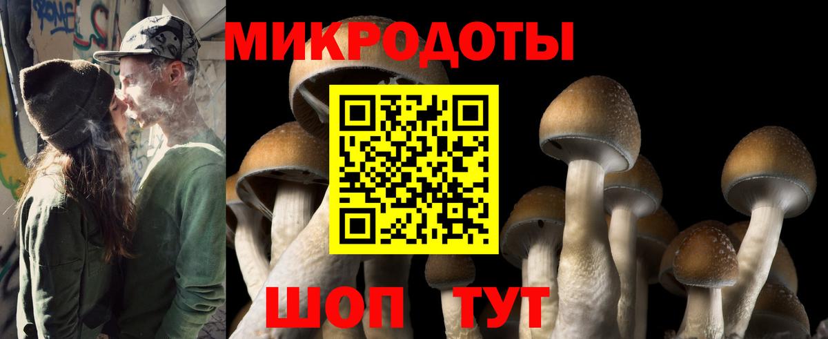 Пугачёв  Псилоцибиновые грибы Psilocybe  Вход с VPN 